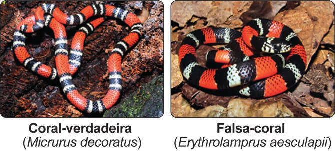 Fotografias de uma coral-verdadeira e de uma falsa-coral com coloração semelhante.