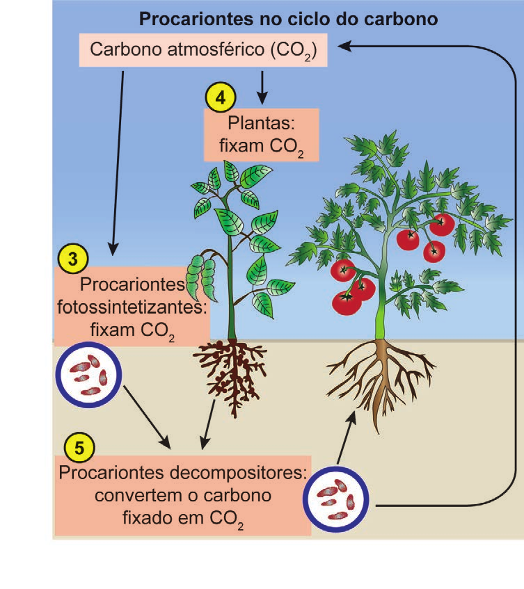 Diagrama do ciclo do carbono com procariontes fotossintetizantes e decompositores, etapas 3 a 5.
