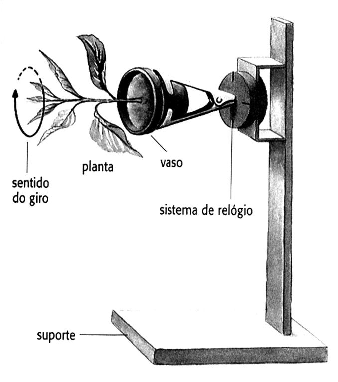 Desenho de um aparelho de laboratório: sobre um suporte com base e haste vertical, um sistema de relógio prende um vaso deitado, com a boca voltada para o lado; da boca do vaso sai uma planta crescendo na horizontal, com folhas. Uma seta curva ao redor da planta indica o sentido do giro. Etiquetas: sentido do giro, planta, vaso, sistema de relógio e suporte.