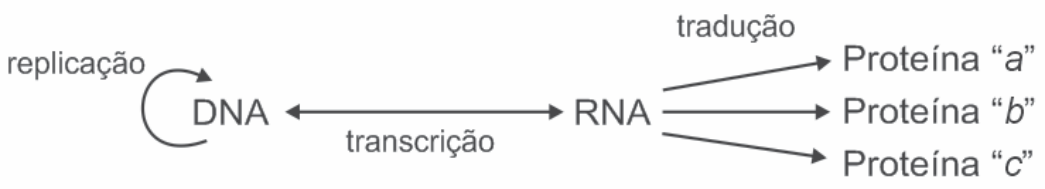 Esquema com os nomes DNA e RNA ligados por uma seta de duas pontas rotulada "transcrição"; uma seta curva que sai do DNA e retorna a ele, rotulada "replicação"; e três setas que partem do RNA, rotuladas "tradução", apontando para "Proteína a", "Proteína b" e "Proteína c".