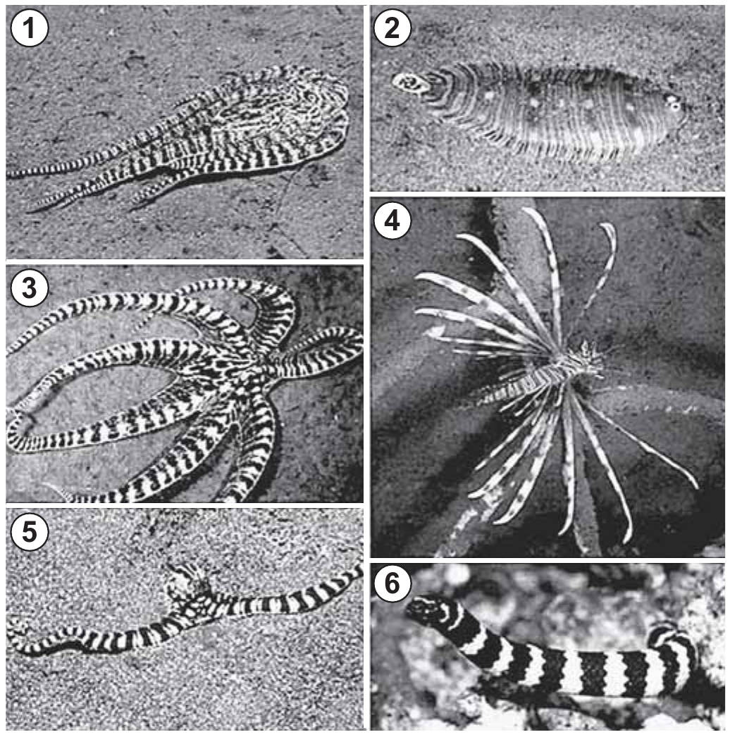 Seis fotografias numeradas: polvos miméticos em 1, 3 e 5, peixe-linguado em 2, peixe-leão em 4 e serpente-marinha em 6.