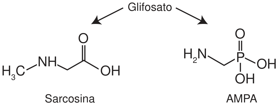 Esquema com a palavra Glifosato no alto e duas setas apontando para os produtos de degradação: à esquerda, a sarcosina, H₃C–NH–CH₂–C(=O)–OH; à direita, o AMPA, H₂N–CH₂–P(=O)(OH)–OH.