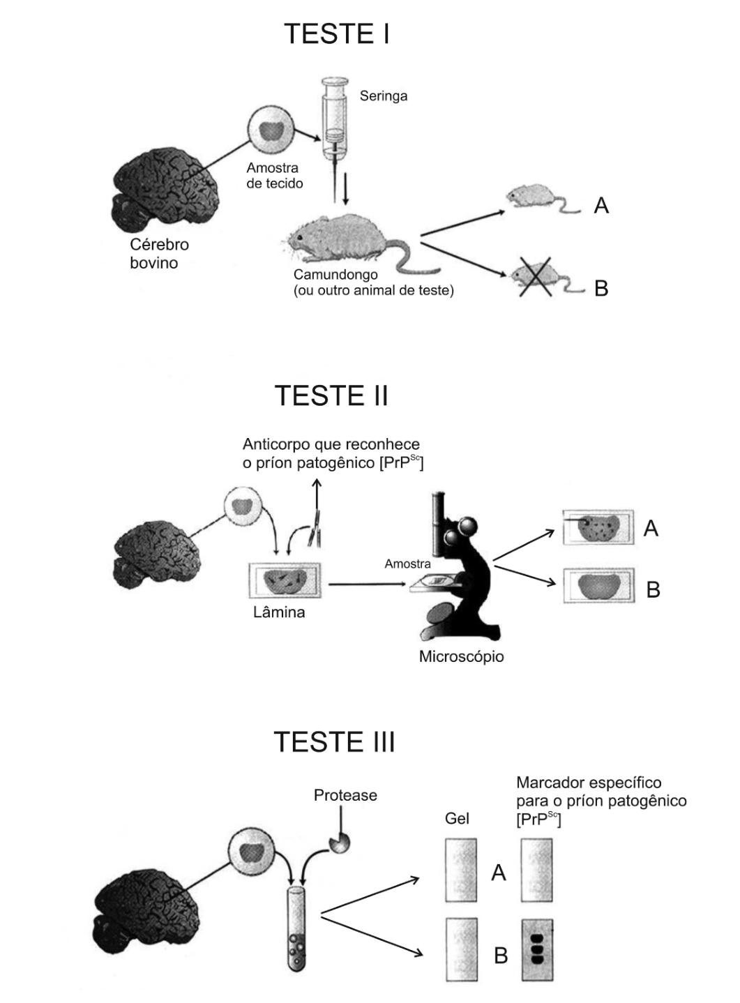Três esquemas. Teste I: de um cérebro bovino retira-se uma amostra de tecido, injetada com seringa em um camundongo; duas saídas: camundongo A, vivo, e camundongo B, marcado com um X (morto). Teste II: a amostra é colocada em lâmina, tratada com "anticorpo que reconhece o príon patogênico [PrPSC]" e observada ao microscópio; duas lâminas: A, com pontos escuros marcados, e B, sem marcação. Teste III: a amostra é tratada com protease em tubo de ensaio e aplicada em gel; resultado A, gel sem bandas e coluna do marcador vazia; resultado B, gel com bandas escuras na coluna do "marcador específico para o príon patogênico [PrPSC]".