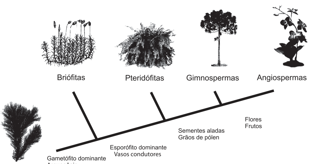 Cladograma das plantas: um ramo principal inclinado com quatro ramificações, do ancestral (alga, à esquerda) até Briófitas, Pteridófitas, Gimnospermas e Angiospermas, cada grupo com desenho de exemplar. Ao longo do ramo aparecem as novidades: "Gametófito dominante, Arquegônio"; "Esporófito dominante, Vasos condutores"; "Sementes aladas, Grãos de pólen"; "Flores, Frutos".