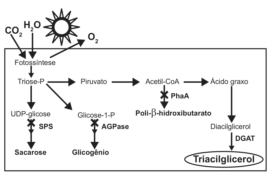 Esquema de vias metabólicas. Fora de um retângulo, no alto, CO₂ e H₂O entram (setas) e um sol é desenhado; O₂ sai. Dentro do retângulo, "Fotossíntese" leva a Triose-P. De Triose-P partem três caminhos: para UDP-glicose e depois Sacarose (com a enzima SPS marcada com um X de interrupção); para Glicose-1-P e depois Glicogênio (enzima AGPase, também com X); e para Piruvato, depois Acetil-CoA e Ácido graxo. De Acetil-CoA sai um ramo para Poli-β-hidroxibutarato (enzima PhaA, com X). Do Ácido graxo segue-se para Diacilglicerol e, pela enzima DGAT, para Triacilglicerol, destacado em uma elipse.