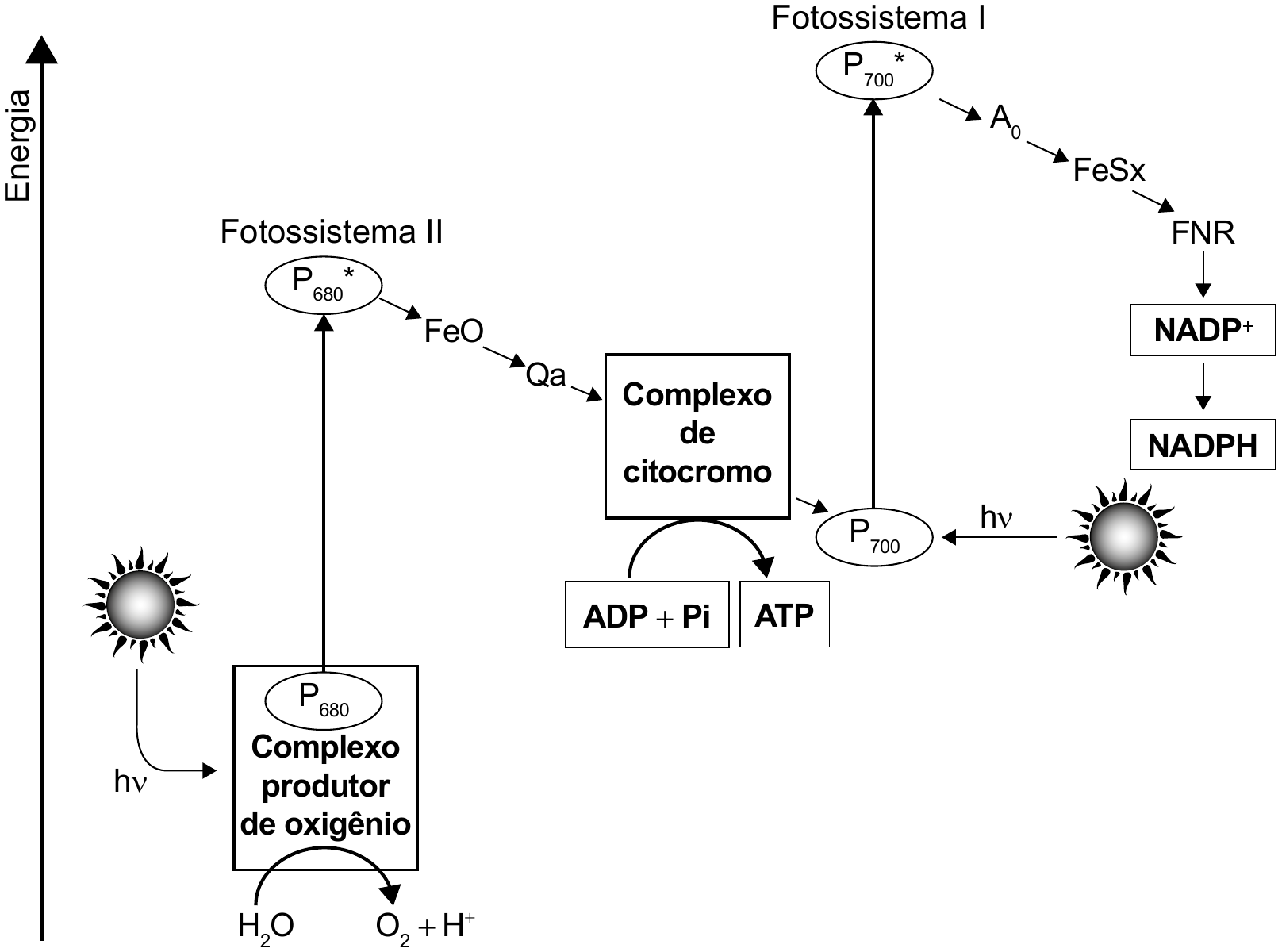 Esquema da etapa fotoquímica em relação a um eixo vertical “Energia”, com seta para cima. Embaixo, à esquerda, um sol envia luz (hν) a um retângulo que contém “P₆₈₀” e “Complexo produtor de oxigênio”; sob esse retângulo, uma seta curva indica H₂O → O₂ + H⁺. Do retângulo, uma seta vertical sobe até “P₆₈₀*”, sob o rótulo “Fotossistema II”. De P₆₈₀*, setas descem em sequência por FeO e Qa até o retângulo “Complexo de citocromo”, sob o qual uma seta curva indica ADP + Pi → ATP. Do complexo de citocromo, uma seta leva a “P₇₀₀”, que também recebe luz (hν) de um segundo sol, à direita. De P₇₀₀, uma seta vertical sobe até “P₇₀₀*”, sob o rótulo “Fotossistema I”, no ponto mais alto do esquema. De P₇₀₀*, setas descem em sequência por A₀, FeSx e FNR até a caixa “NADP⁺”, da qual uma seta leva à caixa “NADPH”.