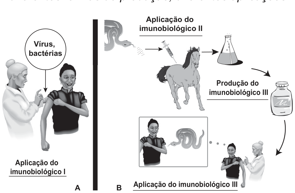 Ilustração dividida em duas partes, A e B. Em A, uma profissional de saúde aplica uma injeção no braço de uma mulher; um balão indica vírus e bactérias, com a legenda Aplicação do imunobiológico I. Em B, uma cobra tem o veneno extraído em um frasco, que é injetado em um cavalo (Aplicação do imunobiológico II); do cavalo sai um frasco de laboratório e um vidro de soro (Produção do imunobiológico III); em seguida, uma pessoa picada por cobra recebe uma injeção (Aplicação do imunobiológico III).