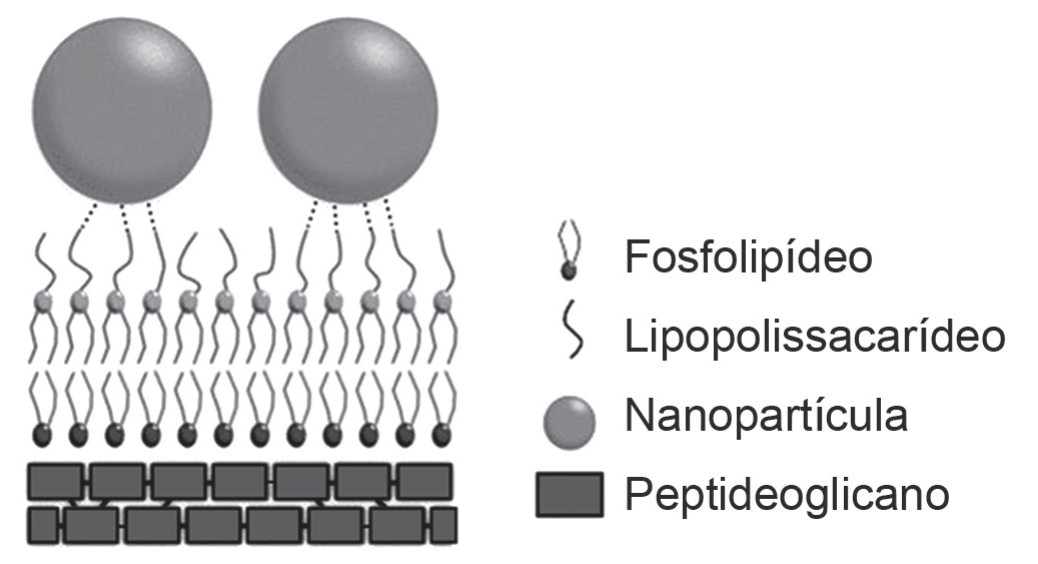 Esquema da superfície de uma bactéria: duas esferas grandes (nanopartículas) apoiadas, por linhas tracejadas, sobre uma camada de cadeias onduladas (lipopolissacarídeos) que se projetam de uma bicamada de fosfolipídeos, desenhados como cabeças esféricas com duas caudas; abaixo da bicamada há fileiras de retângulos escuros (peptideoglicano). Legenda à direita: Fosfolipídeo, Lipopolissacarídeo, Nanopartícula, Peptideoglicano.