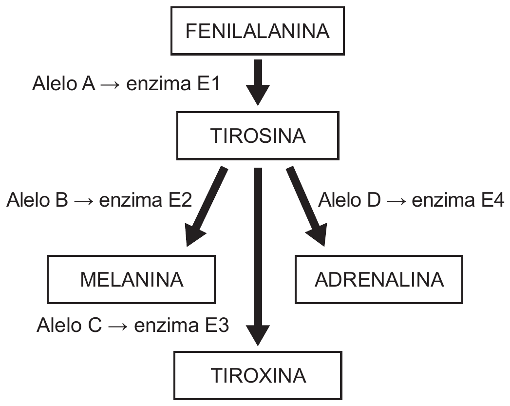 Esquema de via metabólica: FENILALANINA é convertida em TIROSINA (seta rotulada “Alelo A → enzima E1”). Da TIROSINA partem três setas: para MELANINA (“Alelo B → enzima E2”), para TIROXINA (“Alelo C → enzima E3”) e para ADRENALINA (“Alelo D → enzima E4”).