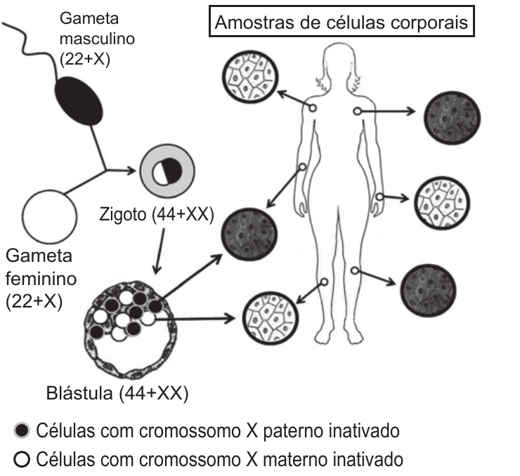 Esquema do mosaicismo por inativação aleatória dos cromossomos X paterno e materno em células corporais.