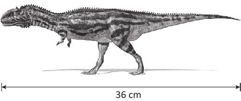 Ilustração em tons de cinza de um dinossauro bípede de pé, visto de perfil, com a cauda estendida para a direita. Sob a figura, uma seta de duas pontas mede todo o comprimento do animal, do focinho à ponta da cauda, com a indicação "36 cm".