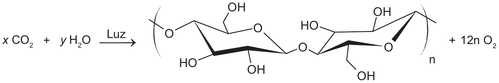 Equação da fotossíntese: x CO₂ + y H₂O, com a seta indicando 'Luz', produzem o polissacarídeo representado por sua unidade repetitiva entre parênteses com índice n (dois anéis de glicose ligados por oxigênio, cada um com grupos OH e CH₂OH) mais 12n O₂.