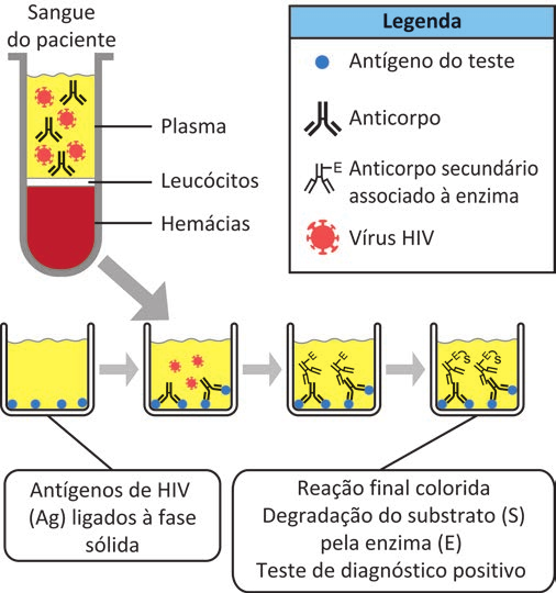 Esquema de um teste imunológico. À esquerda, um tubo com sangue do paciente, identificado de cima para baixo: "Plasma" (com vírus e anticorpos representados), "Leucócitos" e "Hemácias". Abaixo, quatro poços ligados por setas; uma seta larga leva do tubo ao segundo poço. No primeiro, antígenos do teste fixados no fundo; no segundo, vírus e anticorpos do plasma sobre esses antígenos; no terceiro, anticorpos ligados aos antígenos e, sobre eles, anticorpos secundários marcados com a letra E; no quarto, o mesmo arranjo, com a letra S junto aos anticorpos marcados com E. Chamadas indicam "Antígenos de HIV (Ag) ligados à fase sólida" (primeiro poço) e "Reação final colorida / Degradação do substrato (S) pela enzima (E) / Teste de diagnóstico positivo" (últimos poços). No alto à direita, o quadro "Legenda" com quatro entradas: ponto azul = "Antígeno do teste"; símbolo em forma de Y = "Anticorpo"; Y com a letra E = "Anticorpo secundário associado à enzima"; círculo vermelho com espículas = "Vírus HIV".