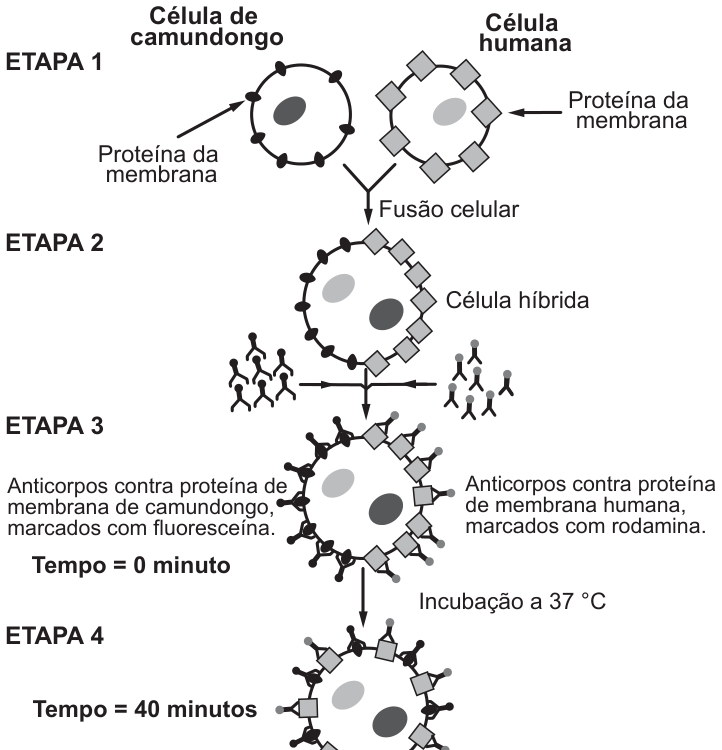 Esquema em quatro etapas. Etapa 1: uma célula de camundongo com proteínas de membrana redondas escuras e uma célula humana com proteínas de membrana em losangos claros. Etapa 2: após a fusão celular, a célula híbrida tem as proteínas de camundongo de um lado e as humanas do outro. Etapa 3 (tempo = 0 minuto): anticorpos contra proteína de camundongo, marcados com fluoresceína, e anticorpos contra proteína humana, marcados com rodamina, ligam-se às proteínas, ainda separadas em dois hemisférios. Etapa 4 (tempo = 40 minutos, incubação a 37 °C): as proteínas dos dois tipos, com seus anticorpos, aparecem misturadas por toda a superfície da célula.