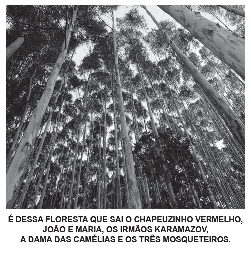 Fotografia em preto e branco, tomada de baixo para cima, de uma floresta de eucaliptos altos e retos, com as copas contra o céu claro. Abaixo da foto, em letras maiúsculas e negrito: “É DESSA FLORESTA QUE SAI O CHAPEUZINHO VERMELHO, JOÃO E MARIA, OS IRMÃOS KARAMAZOV, A DAMA DAS CAMÉLIAS E OS TRÊS MOSQUETEIROS.”