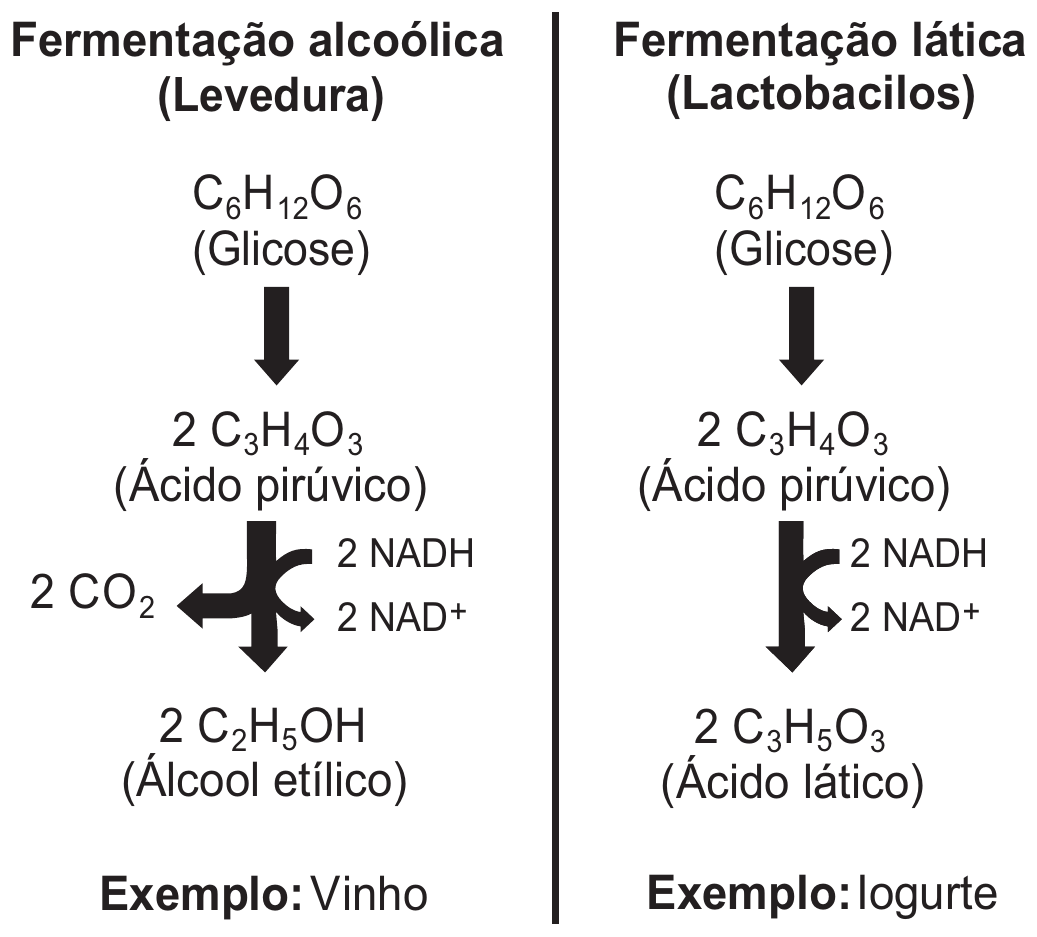 Quadro comparativo em duas colunas. Fermentação alcoólica (Levedura): C₆H₁₂O₆ (Glicose) → 2 C₃H₄O₃ (Ácido pirúvico) → 2 C₂H₅OH (Álcool etílico), com liberação de 2 CO₂ e conversão de 2 NADH em 2 NAD⁺; Exemplo: Vinho. Fermentação lática (Lactobacilos): C₆H₁₂O₆ (Glicose) → 2 C₃H₄O₃ (Ácido pirúvico) → 2 C₃H₅O₃ (Ácido lático), com conversão de 2 NADH em 2 NAD⁺; Exemplo: Iogurte.