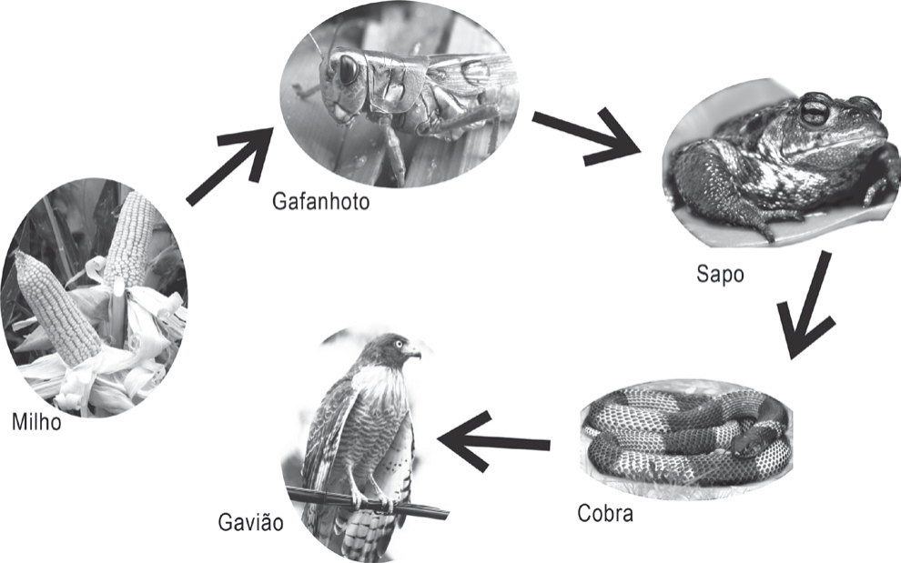 Esquema de cadeia alimentar com fotografias ligadas por setas: milho (espigas) → gafanhoto → sapo → cobra → gavião (pousado em um galho).