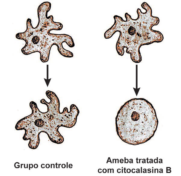 Amebas do grupo controle mantendo o formato e ameba tratada com citocalasina B tornando-se arredondada.