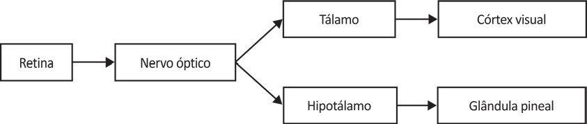 Esquema de fluxo com seis caixas retangulares ligadas por setas. À esquerda, “Retina” aponta para “Nervo óptico”. Do nervo óptico partem duas setas: uma para cima, até “Tálamo”, que por sua vez aponta para “Córtex visual”; outra para baixo, até “Hipotálamo”, que aponta para “Glândula pineal”.