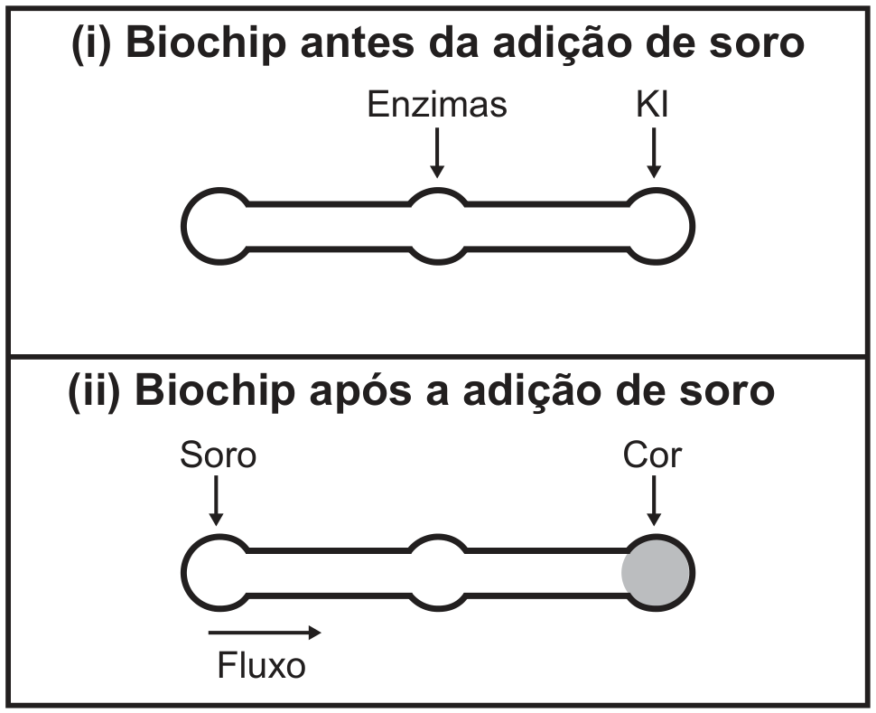 Esquema em dois quadros. No quadro de cima, intitulado “(i) Biochip antes da adição de soro”, um canal horizontal liga três zonas circulares; setas indicam “Enzimas” sobre a zona do meio e “KI” sobre a zona da direita. No quadro de baixo, intitulado “(ii) Biochip após a adição de soro”, o mesmo canal recebe a indicação “Soro” sobre a zona da esquerda e “Cor” sobre a zona da direita, que aparece preenchida de cinza; uma seta para a direita, sob o canal, está rotulada “Fluxo”.