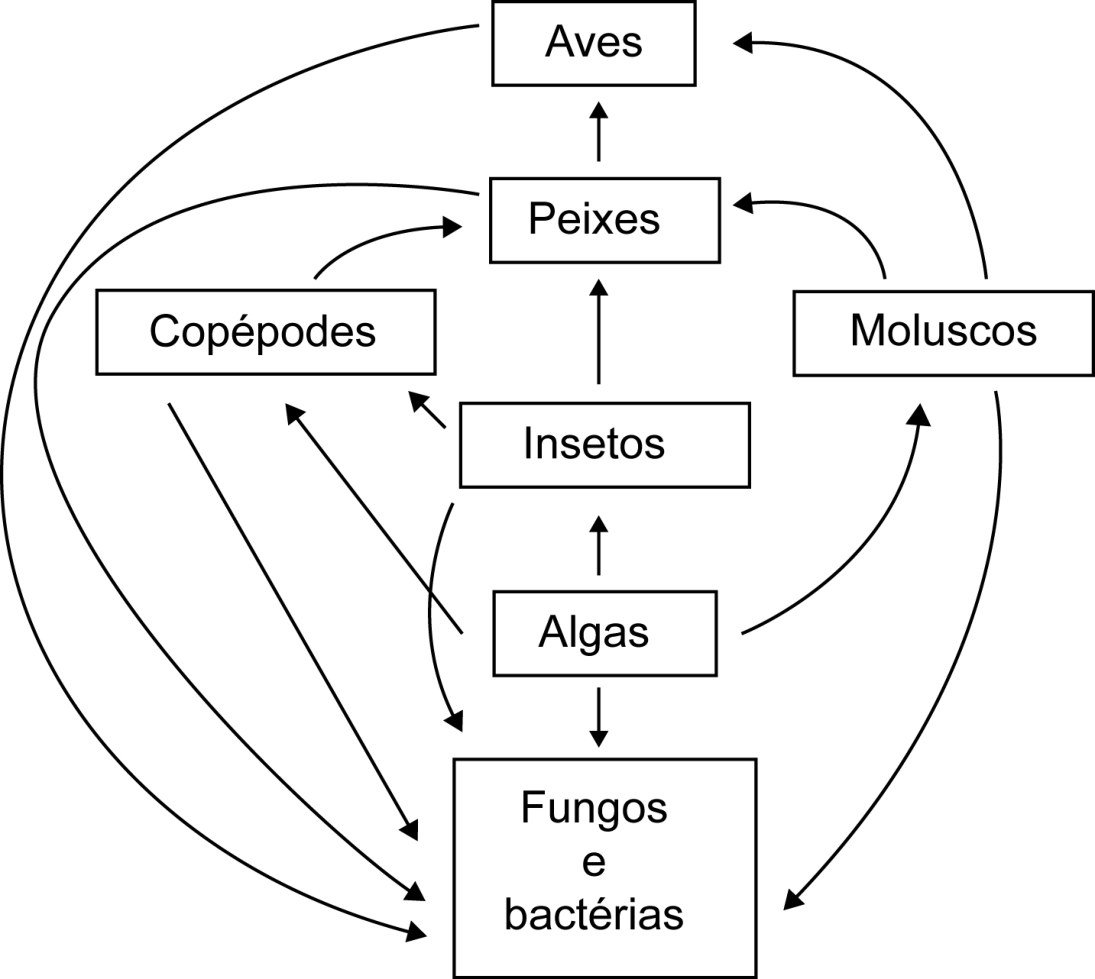 Diagrama de teia alimentar com caixas e setas: Algas apontam para Insetos, Copépodes, Moluscos e Fungos e bactérias; Insetos para Copépodes, Peixes e Fungos e bactérias; Copépodes para Peixes, Aves e Fungos e bactérias; Moluscos para Peixes, Aves e Fungos e bactérias; Peixes para Aves e Fungos e bactérias; Aves para Fungos e bactérias.