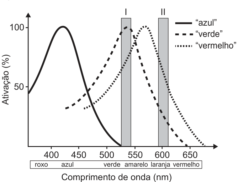 Gráfico de Ativação (%) de 0 a 100 em função do comprimento de onda (nm) de cerca de 380 a 680, com faixa de cores embaixo (roxo, azul, verde, amarelo, laranja, vermelho). Três curvas em forma de sino: 'azul' (linha contínua) com pico em cerca de 420 nm e caindo a zero perto de 530 nm; 'verde' (tracejada) com pico em cerca de 530 nm; 'vermelho' (pontilhada) com pico em cerca de 565 nm. Dois retângulos verticais sombreados: I, em torno de 530 nm, onde a curva verde está em 100% e a vermelha em cerca de 75%; II, em torno de 600 nm, onde a vermelha está em cerca de 75% e a verde em cerca de 30%.